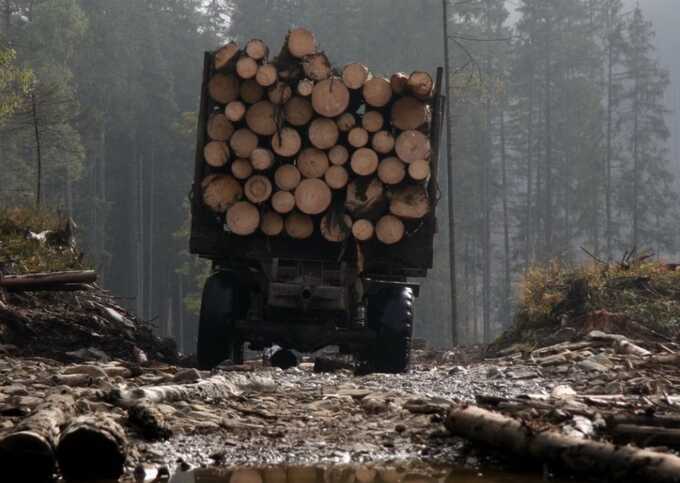 На Житомирщині ДБР затримало двох інженерів «Ліси України» за спробу крадіжки деревини на 4,5 мільйони гривень